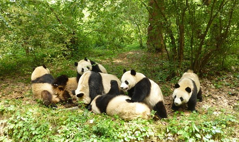 chengdu-pandan-research-based